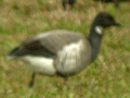 Pale-bellied Brent Goose x Dark-bellied Brent Goose hybrid